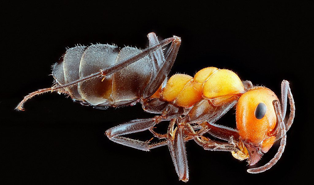 Ant Control service in Union City, NJ