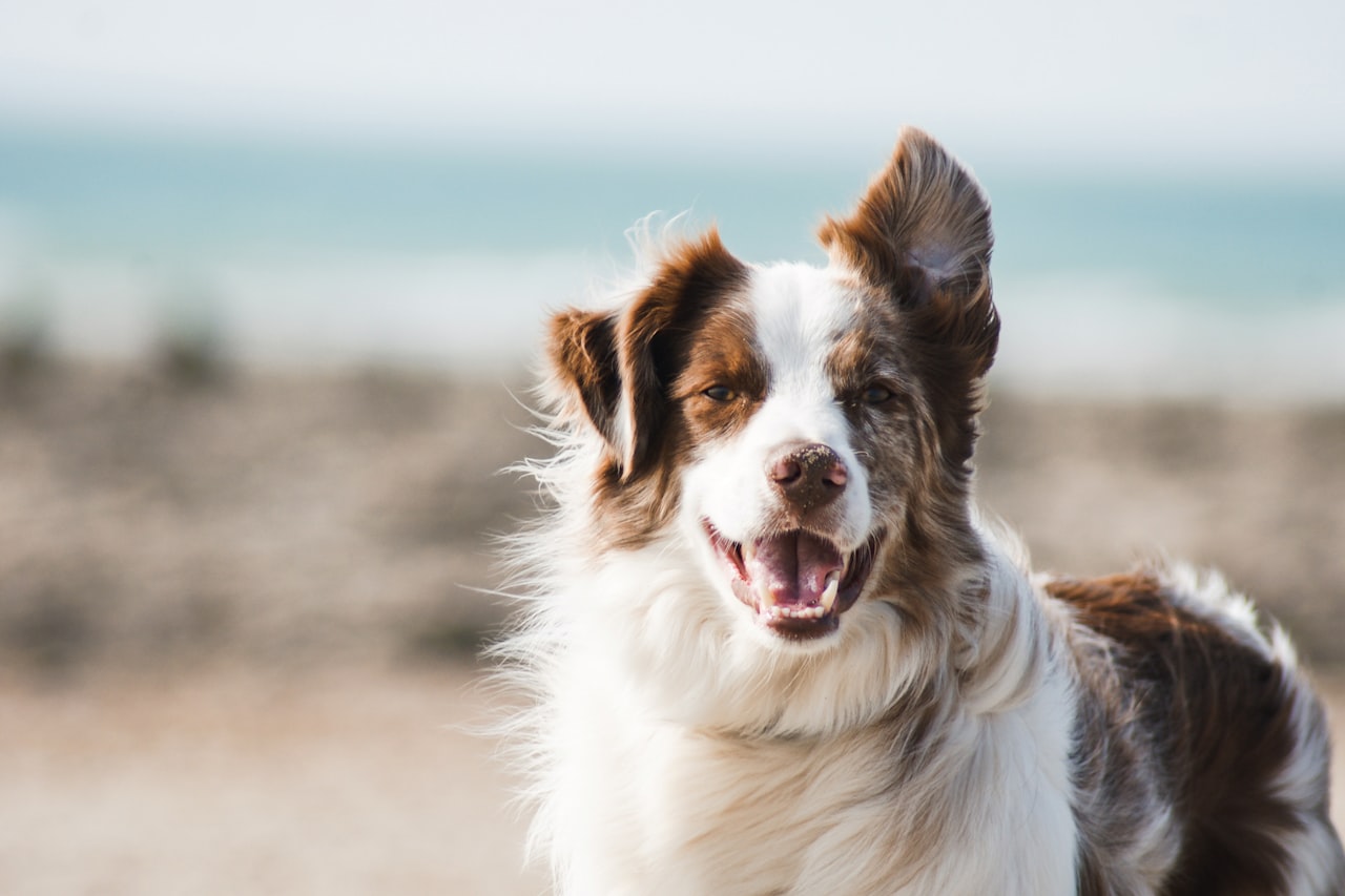 Flea & Tick Control service in Union City, NJ
