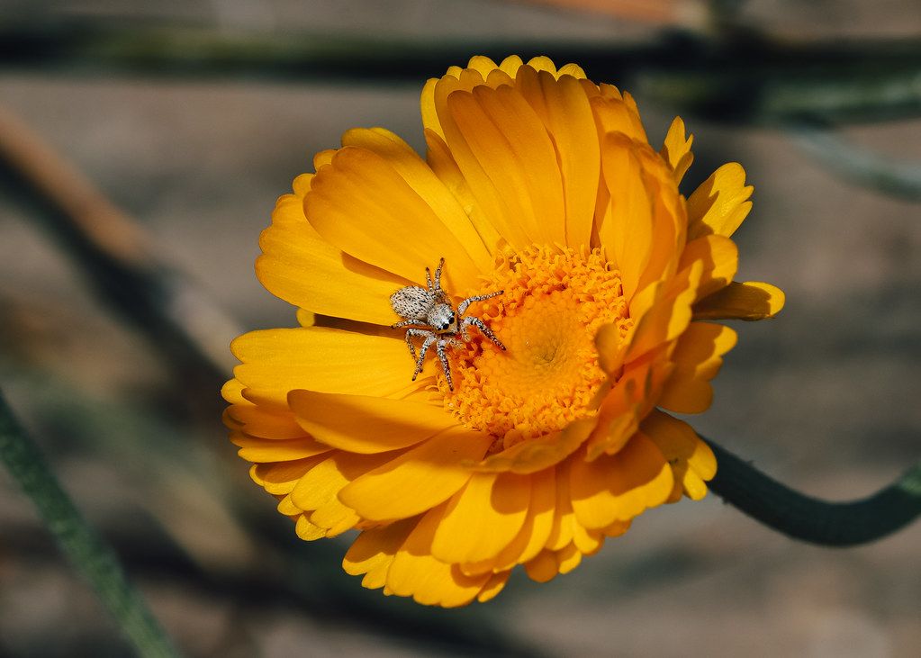 Spider Control service in Union City, NJ